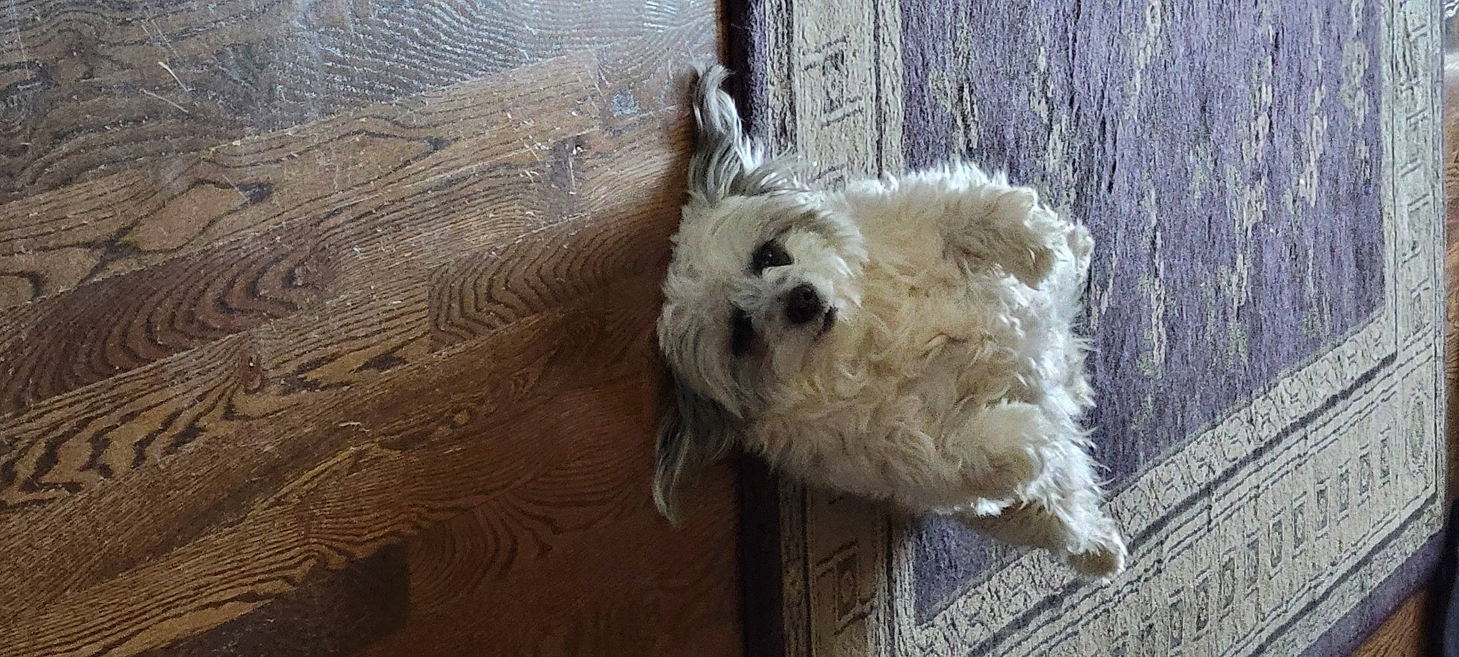 Fletcher joined the competition — help win amazing prizes! canidae, carnivore, companion_dog, dog, dog_breed, fawn, fur, hardwood, small_terrier, snout, sporting_group, tail, terrestrial_animal, terrier, toy_dog, wood, wool, working_animal