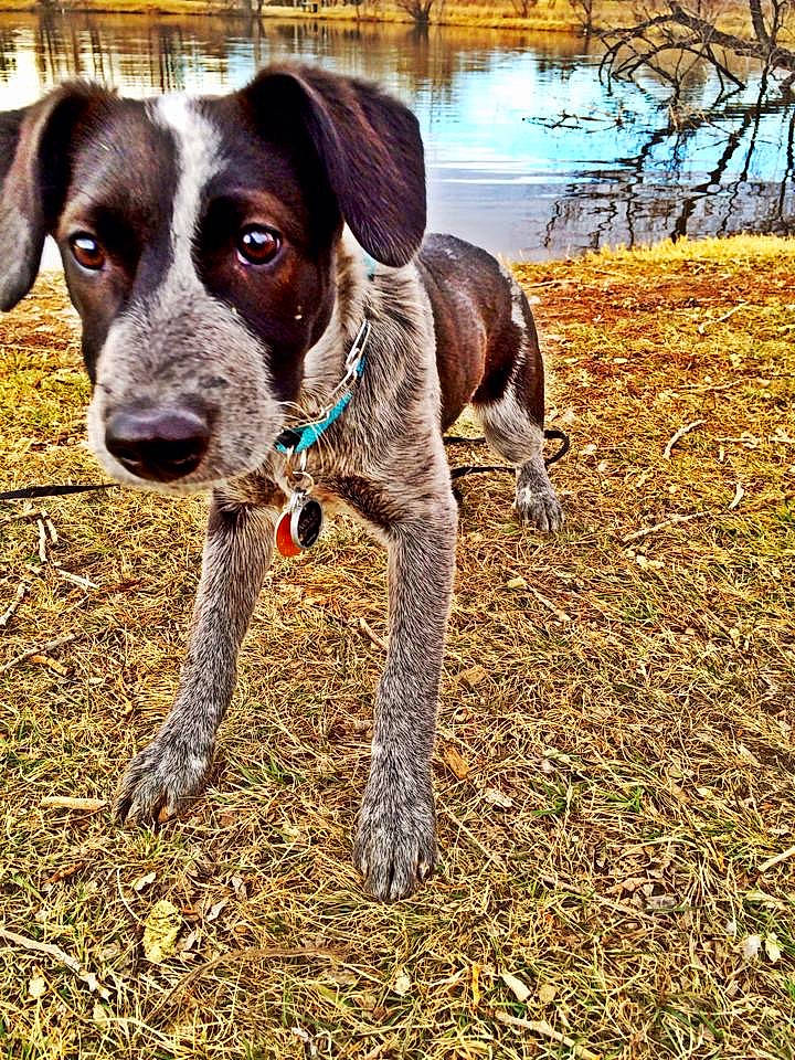 Nollie is registered to the contest to win money with this photo: adventure, canidae, carnivore, companion_dog, dog, dog_breed, eurohound, german_shorthaired_pointer, hunting_dog, mammal, plant, pointer, pointing_breed, sporting_group, tree