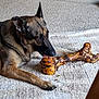 Zoe Alvarado joined the competition — help win amazing prizes! dog, german_shepherd, bone, carpet, indoor, pet, animal, licking, large_bone, wall, power_outlet, floor, fur, mammal, domestic_animal, resting, tongue, ears, side_view, cute