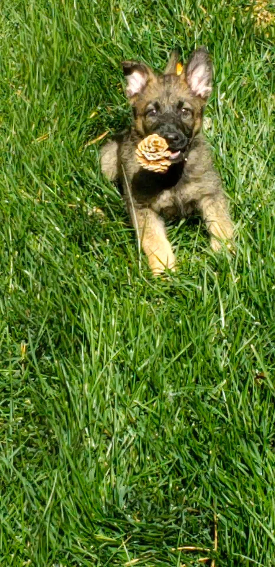 Zoe Alvarado is registered to the contest to win money with this photo: animal, canine, chewing, cute, dog, ears, field, grass, greenery, lying_down, nature, outdoor, pet, pine_cone, playful, puppy, summer, sunlight, tongue, young_dog