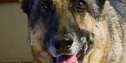 Zoe Alvarado is registered to the contest to win money with this photo: animal, brown, canine, carpet, close_up, companion, dog, domestic_animal, ears, fur, german_shepherd, happy, indoor, looking, mammal, pet, standing, tongue, vent, wooden_furniture
