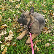 Zoe Alvarado is registered to the contest to win money with this photo: puppy, dog, german_shepherd, grass, leaves, autumn, outdoor, pet, animal, playful, young_dog, nature, cute, pink_leash, canine, fur, ears, snout, collar, lying_down