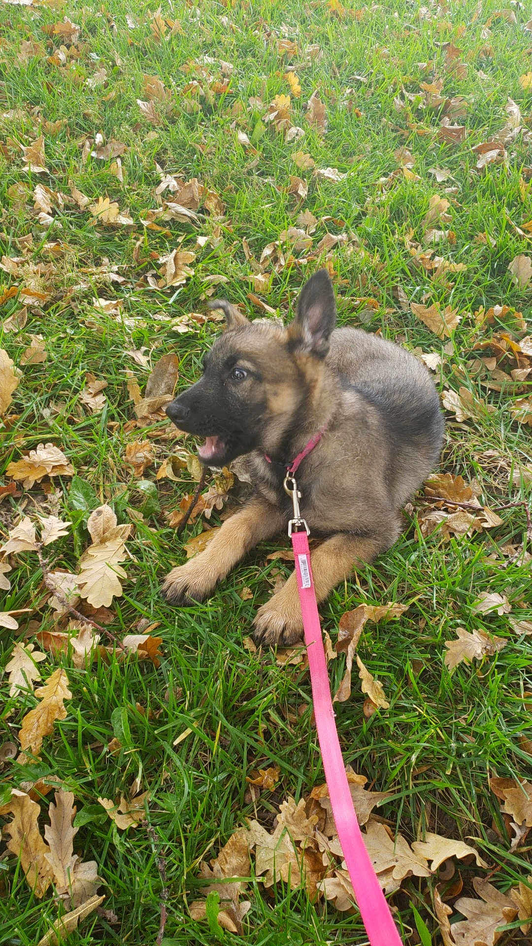 Zoe Alvarado is registered to the contest to win money with this photo: puppy, dog, german_shepherd, grass, leaves, autumn, outdoor, pet, animal, playful, young_dog, nature, cute, pink_leash, canine, fur, ears, snout, collar, lying_down