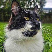 Batman participe au concours pour gagner de l'argent avec cette photo : animal, black_and_white, cat, close_up, cute, daylight, domestic_animal, feline, fluffy_fur, grass, mammal, nature, outdoor, pet, portrait, relaxed, soft_focus_background, whiskers, wildlife, yellow_eyes