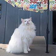 Taï-Ko participe au concours pour gagner de l'argent avec cette photo : angora, animal, architecture, building, canine, canopy, cat, dog, eskimodog, house, housing, kitten, manx, outdoors, patio, patioumbrella, pet, shelter, umbrella, white