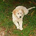 Annie T. C.