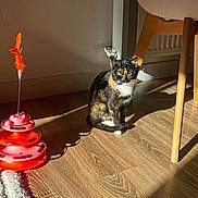 Patchy a rejoint le concours — aidez-le/la à gagner de superbes lots ! cat, tortoiseshell_cat, indoor, wooden_floor, sunlight, shadow, chair, chair_leg, cat_toy, feather_toy, pet, animal, feline, flooring, domestic_cat, plaything, wood, light, shadow_play, resting_cat