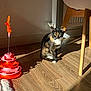 cat, tortoiseshell_cat, indoor, wooden_floor, sunlight, shadow, chair, chair_leg, cat_toy, feather_toy, pet, animal, feline, flooring, domestic_cat, plaything, wood, light, shadow_play, resting_cat