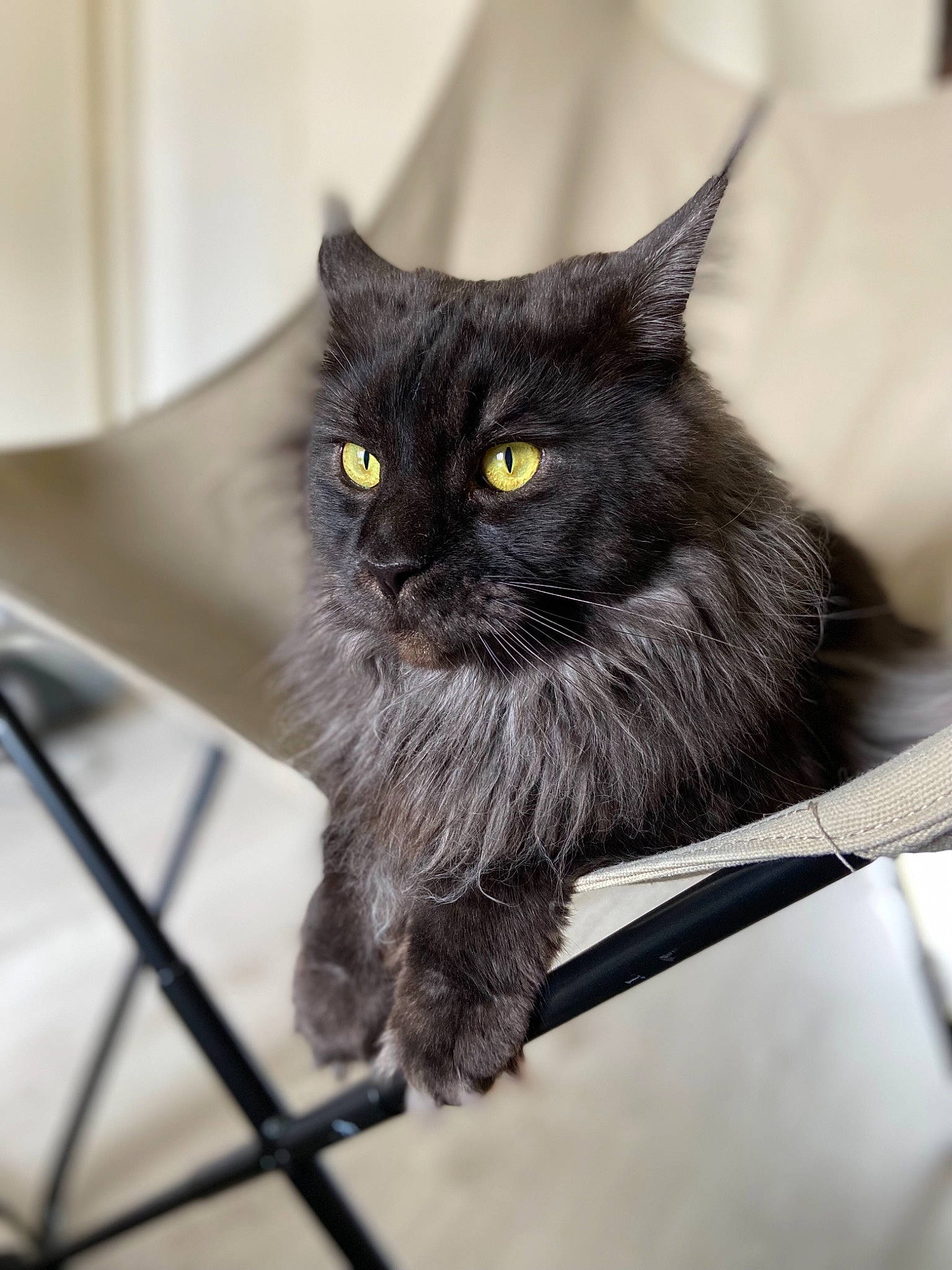 Charli a rejoint le concours — aidez-le/la à gagner de superbes lots ! black_cat, bombay, carnivore, cat, claw, domestic_short_haired_cat, felidae, fur, grey, metal, monochrome, monochrome_photography, plant, sitting, small_to_medium_sized_cats, snout, tail, terrestrial_animal, tree, whiskers