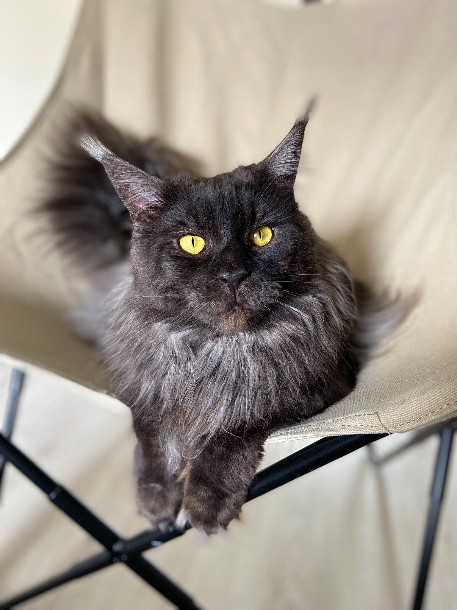 Charli a rejoint le concours — aidez-le/la à gagner de superbes lots ! black_cat, bombay, carnivore, cat, claw, domestic_short_haired_cat, eye, felidae, fur, grey, iris, mammal, monochrome, monochrome_photography, small_to_medium_sized_cats, snout, tail, terrestrial_animal, tree, whiskers