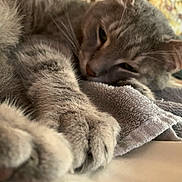 Mystic joined the competition — help win amazing prizes! cat, gray_tabby, paw, close_up, sleepy, relaxed, towel, indoor, feline, fur, whiskers, pet, resting, cozy, soft_texture, nap, animal, cute, domestic_cat, home