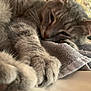 cat, gray_tabby, paw, close_up, sleepy, relaxed, towel, indoor, feline, fur, whiskers, pet, resting, cozy, soft_texture, nap, animal, cute, domestic_cat, home