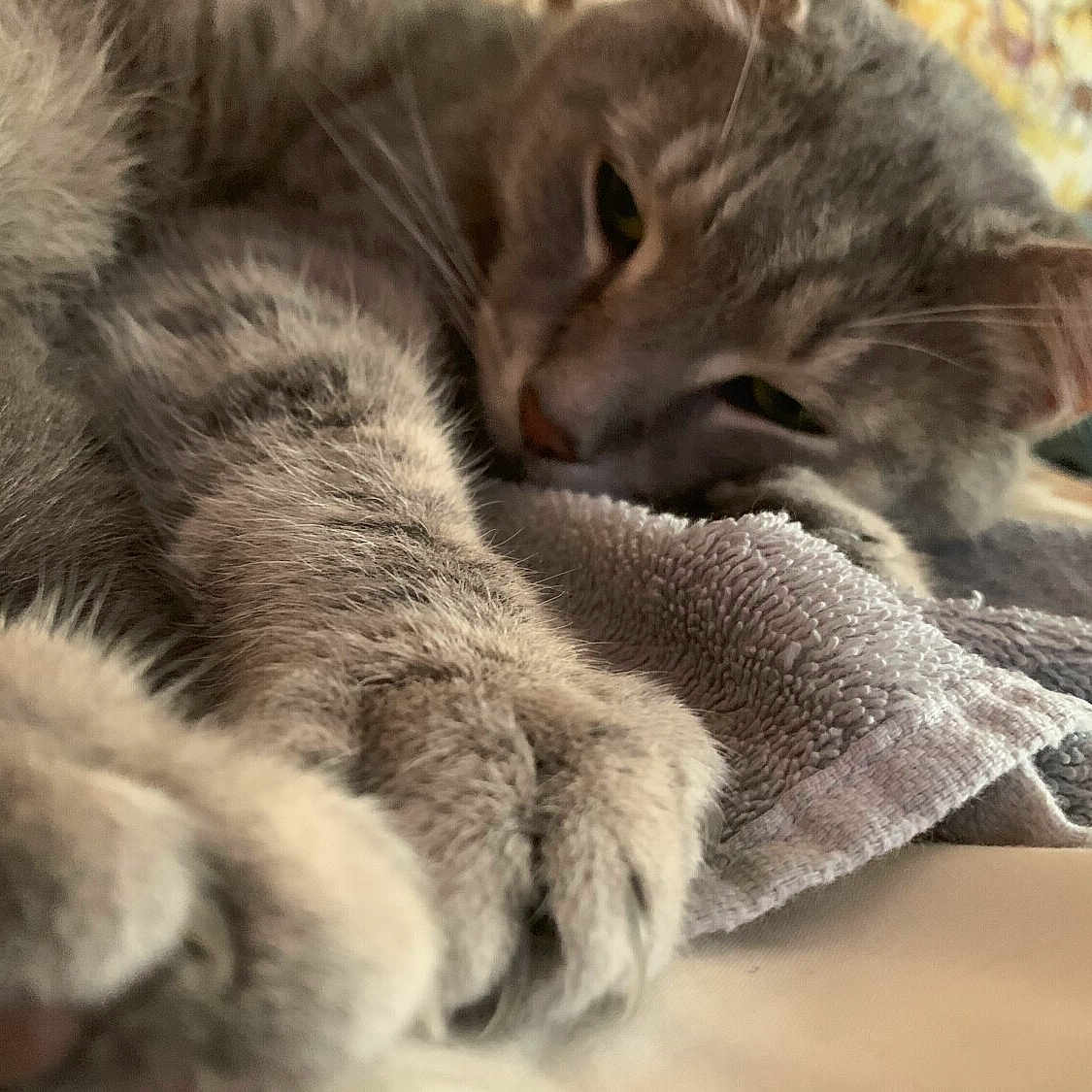 Mystic joined the competition — help win amazing prizes! animal, cat, close_up, cozy, cute, domestic_cat, feline, fur, gray_tabby, home, indoor, nap, paw, pet, relaxed, resting, sleepy, soft_texture, towel, whiskers