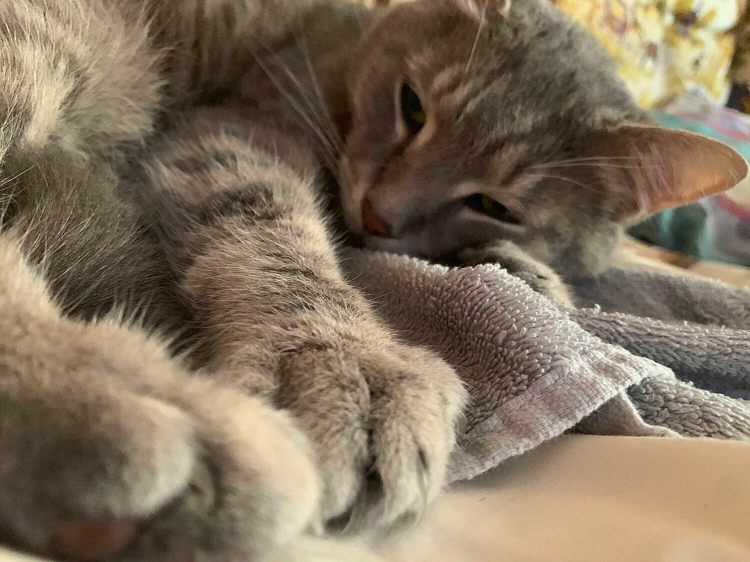 Mystic joined the competition — help win amazing prizes! cat, gray_tabby, paw, close_up, sleepy, relaxed, towel, indoor, feline, fur, whiskers, pet, resting, cozy, soft_texture, nap, animal, cute, domestic_cat, home