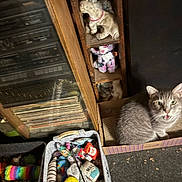 Mystic joined the competition — help win amazing prizes! animal, cardboard_box, cat, cat_toys, clutter, colorful, cozy, cute, domestic, floor, furniture, gray_cat, indoor, meowing, pet, playful, scratching_post, stuffed_animals, vinyl_records, wooden_shelves