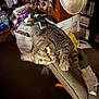 animal, armrest, bookshelf, carpet, cat, chair, claws, cluttered_room, curious, domestic, fan, furniture, household_items, indoor, motion_blur, pet, playing, shoes, tabby, whiskers