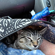 Sassie is registered to the contest to win money with this photo: animal, bag, blue, car_interior, cat, closeup, comfort, cozy, domestic_animal, fabric, feline, human_arm, indoor, pattern, pet, relaxed, resting, sleepy, tabby_cat, zipper