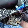 animal, bag, blue, car_interior, cat, closeup, comfort, cozy, domestic_animal, fabric, feline, human_arm, indoor, pattern, pet, relaxed, resting, sleepy, tabby_cat, zipper