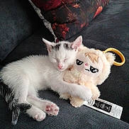 Nala participe au concours pour gagner de l'argent avec cette photo : kitten, cat, sleeping, plush_toy, couch, pillow, indoor, pet, cute, white_cat, black_markings, toy, keychain, resting, cozy, animal, small, feline, soft, relaxing