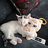 kitten, cat, sleeping, plush_toy, couch, pillow, indoor, pet, cute, white_cat, black_markings, toy, keychain, resting, cozy, animal, small, feline, soft, relaxing