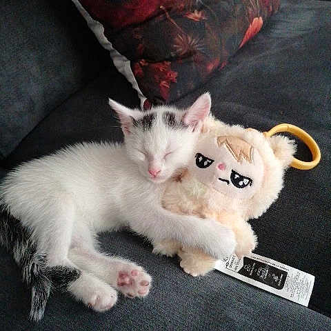 Nala participe au concours pour gagner de l'argent avec cette photo : kitten, cat, sleeping, plush_toy, couch, pillow, indoor, pet, cute, white_cat, black_markings, toy, keychain, resting, cozy, animal, small, feline, soft, relaxing
