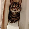 alert, animal, brown_fur, cat, close_up, curtain, feline, funny, green_eyes, indoors, ledge, paws, pet, portrait, sitting, striped_fur, tabby, whiskers, wide_eyes, window