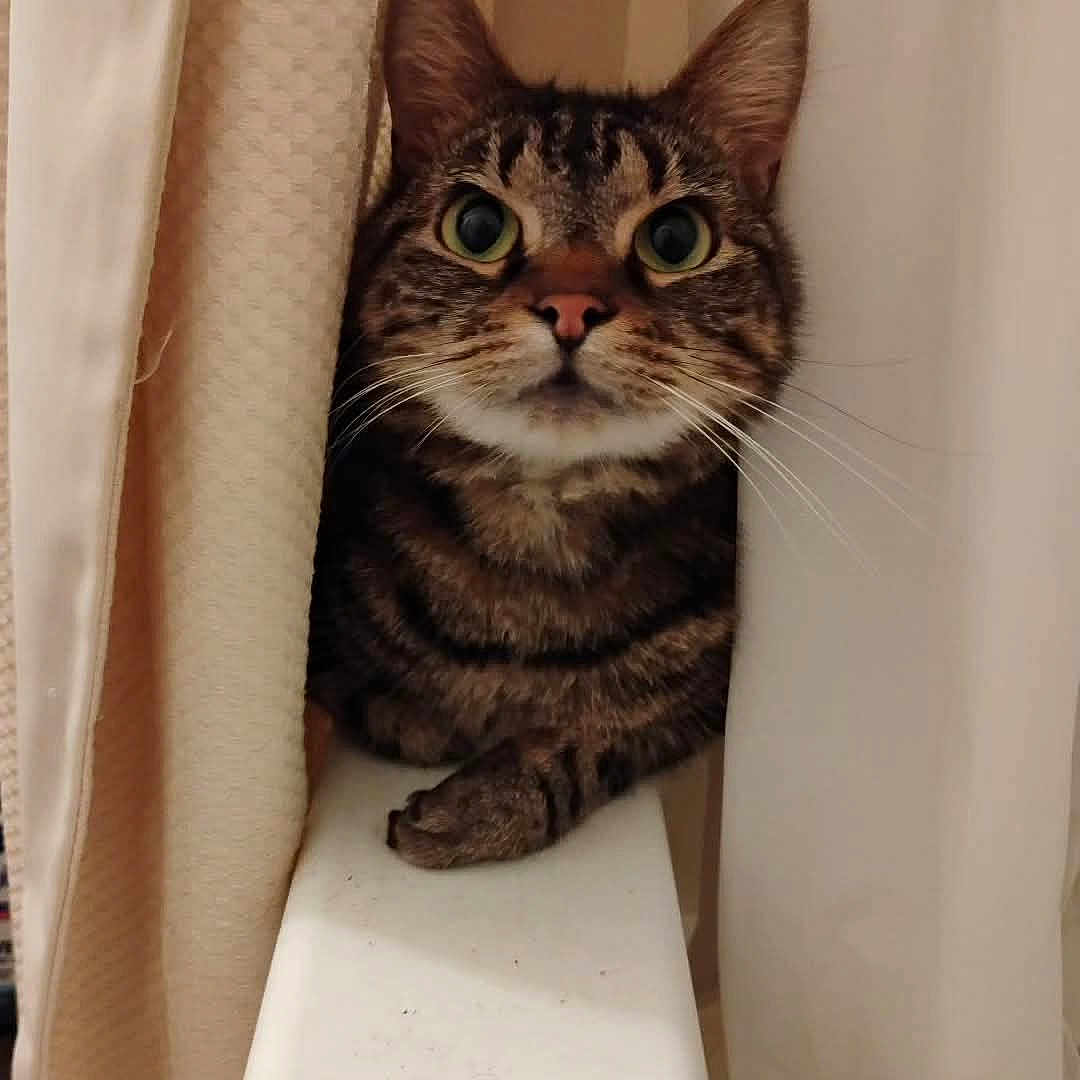 Benson