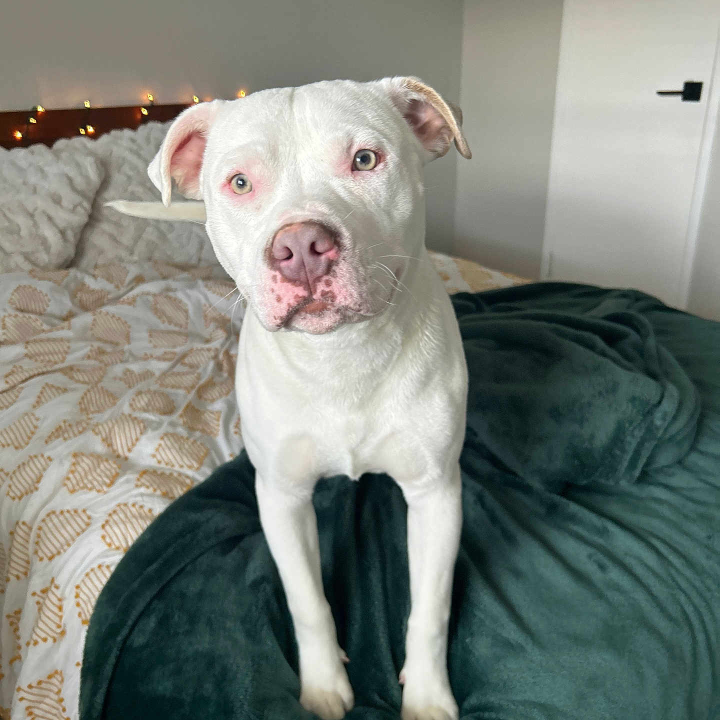 Atlas joined the competition — help win amazing prizes! animal, bed, bedroom, blanket, boxer, bulldog, canine, couch, cushion, dog, frenchbulldog, furniture, indoors, pet, pitbull, pointer, puppy, room, snout, whitedog
