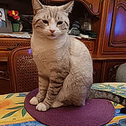 Tornade a rejoint le concours — aidez-le/la à gagner de superbes lots ! cat, table, placemat, furniture, wooden_cabinet, indoor, decor, plant, flower_vase, tablecloth, striped, patterned, animal, pet, sitting, portrait, domestic, cozy, home, calm