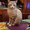 cat, table, placemat, furniture, wooden_cabinet, indoor, decor, plant, flower_vase, tablecloth, striped, patterned, animal, pet, sitting, portrait, domestic, cozy, home, calm