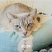 Zoey joined the competition — help win amazing prizes! animal, blue, cat, clouds, comfort, cozy, cute, ears, face, feline, fur, happy, home, indoor, looking_at_camera, pet_bed, plush, resting, texture, whiskers