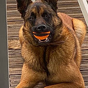 Ruben a rejoint le concours — aidez-le/la à gagner de superbes lots ! dog, german_shepherd, ball, pet, animal, outdoor, wooden_deck, fur, laying_down, playful, brown_fur, black_fur, toy, collar, ears, canine, mouth, nose, paw, expression