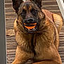 dog, german_shepherd, ball, pet, animal, outdoor, wooden_deck, fur, laying_down, playful, brown_fur, black_fur, toy, collar, ears, canine, mouth, nose, paw, expression