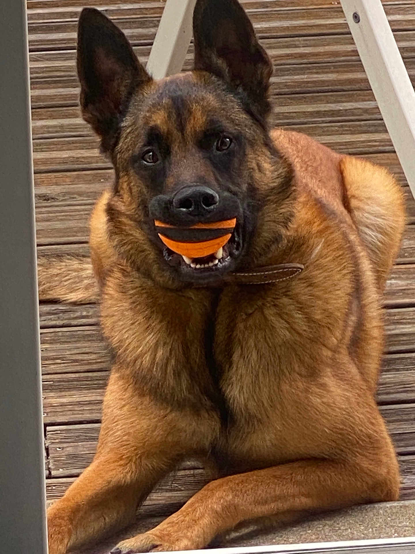 Ruben a rejoint le concours — aidez-le/la à gagner de superbes lots ! dog, german_shepherd, ball, pet, animal, outdoor, wooden_deck, fur, laying_down, playful, brown_fur, black_fur, toy, collar, ears, canine, mouth, nose, paw, expression