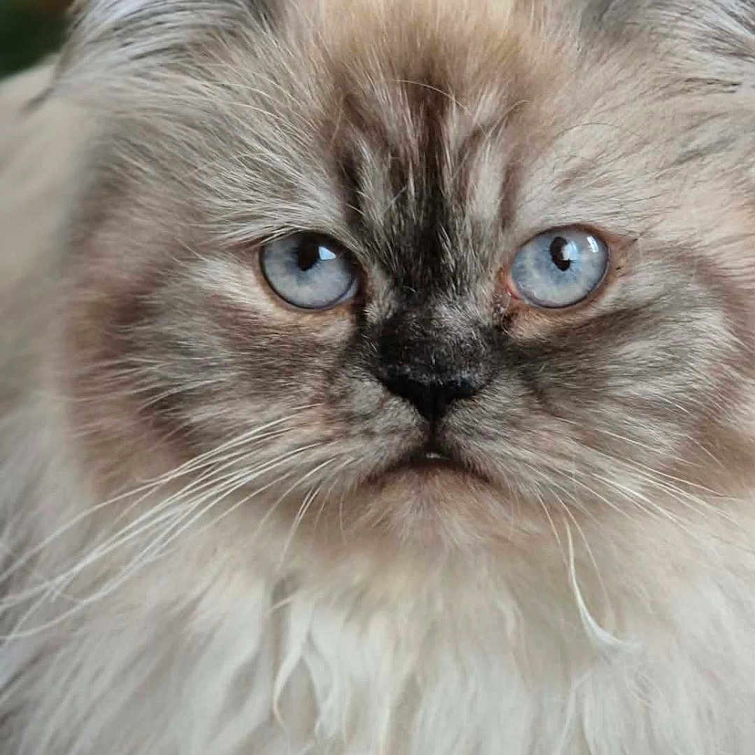 Arween participe au concours pour gagner de l'argent avec cette photo : cat, fluffy, long_hair, blue_eyes, cream_fur, gray_fur, portrait, close_up, animal, pet, whiskers, ears, face, staring, indoors, blurred_background, fur, persian_cat, serious_expression, photography