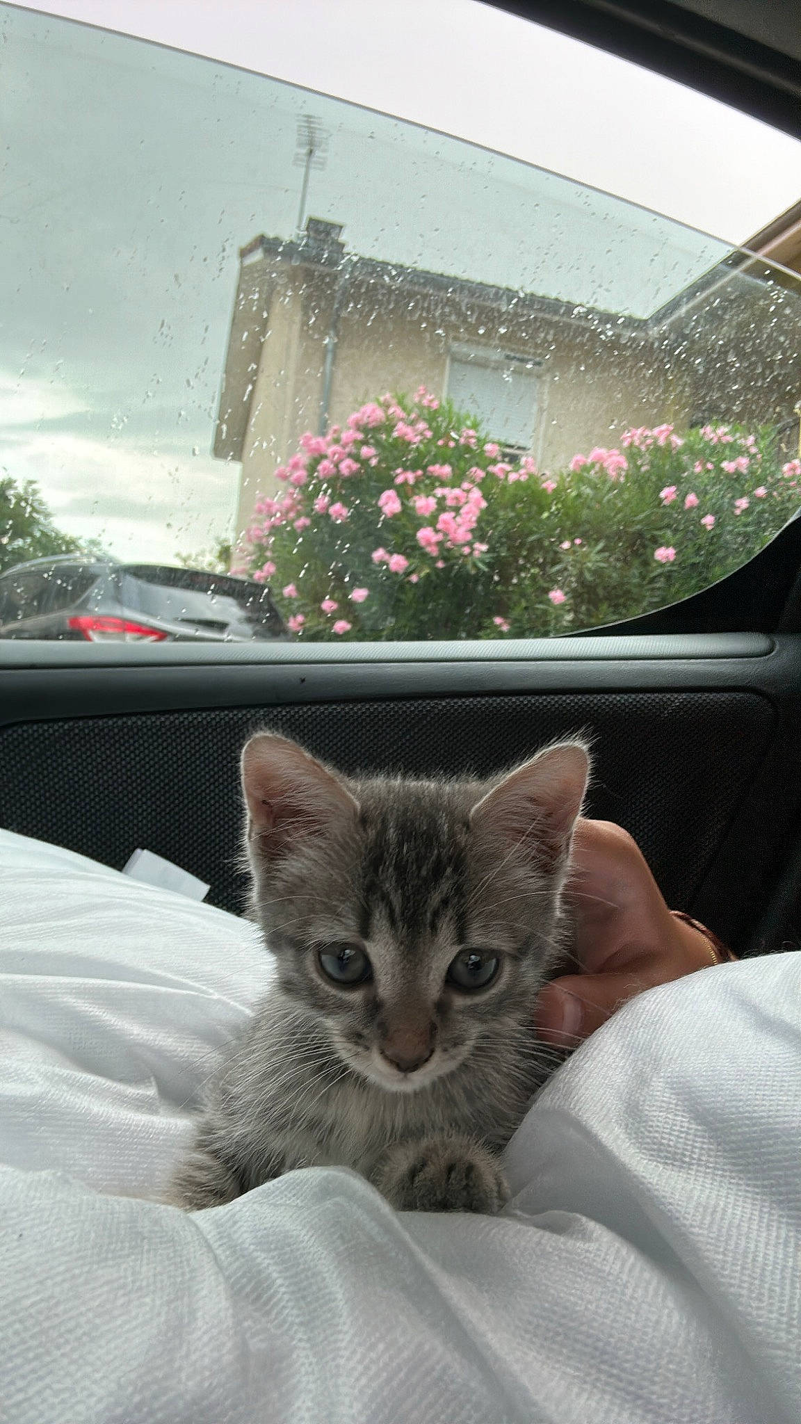 Poppy a rejoint le concours — aidez-le/la à gagner de superbes lots ! building, carnivore, cat, comfort, door, fawn, felidae, flower, flowerpot, fur, house, houseplant, plant, sky, small_to_medium_sized_cats, snout, tail, tree, whiskers, window