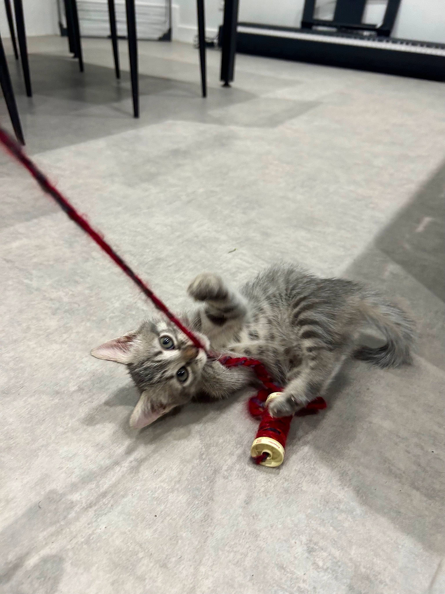 Poppy a rejoint le concours — aidez-le/la à gagner de superbes lots ! asphalt, automotive_tire, carnivore, cat, cat_toy, claw, domestic_short_haired_cat, felidae, floor, flooring, fur, grey, paw, road_surface, sidewalk, small_to_medium_sized_cats, snout, tail, whiskers, wood