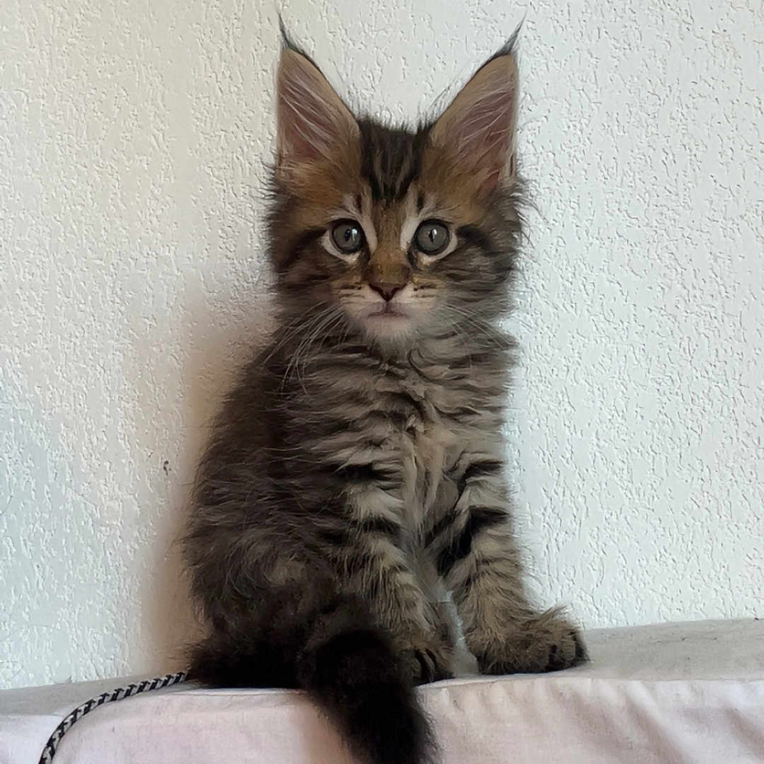 Hello Kitty participe au concours pour gagner de l'argent avec cette photo : animal, cat, curious, cute, domestic_cat, ears, fur, furry, indoor, kitten, pet, portrait, sitting, small, tabby, tail, texture, whiskers, white_wall, young
