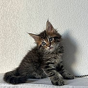 Hello Kitty participe au concours pour gagner de l'argent avec cette photo : adorable, animal, cat, curious, cute, ears, fluffy, fur, indoor, kitten, paw, pet, sitting, soft_surface, tabby, tail, texture, wall, whiskers, young