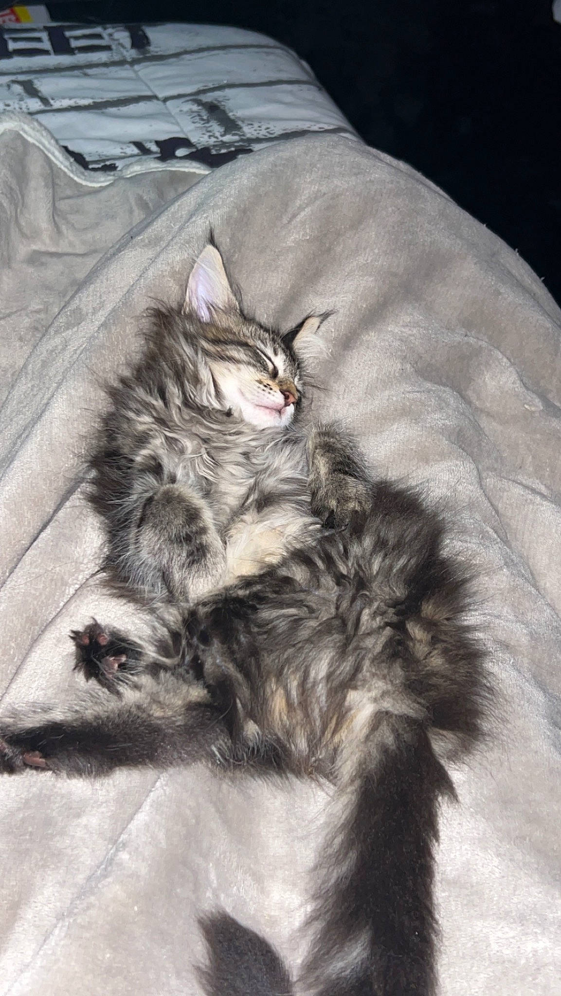 Moon a rejoint le concours — aidez-le/la à gagner de superbes lots ! carnivore, cat, claw, comfort, domestic_short_haired_cat, felidae, fur, grey, linens, nap, paw, sleeve, small_to_medium_sized_cats, snout, tail, whiskers