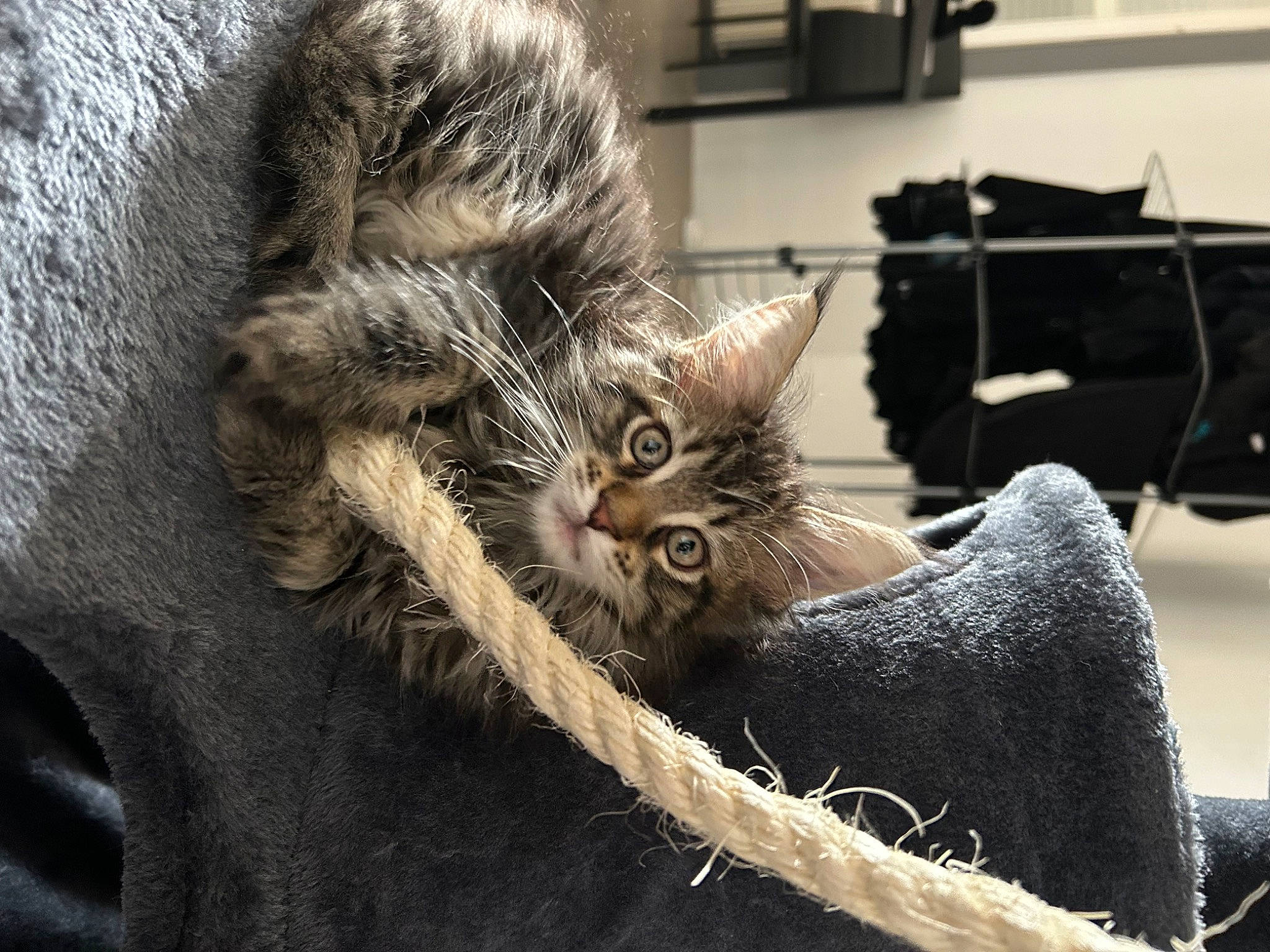 Moon participe au concours pour gagner de l'argent avec cette photo : bag, carnivore, cat, claw, comfort, domestic_short_haired_cat, felidae, fur, grey, luggage_and_bags, monochrome_photography, musical_instrument, paw, sitting, small_to_medium_sized_cats, snout, tail, whiskers, wildlife, wood