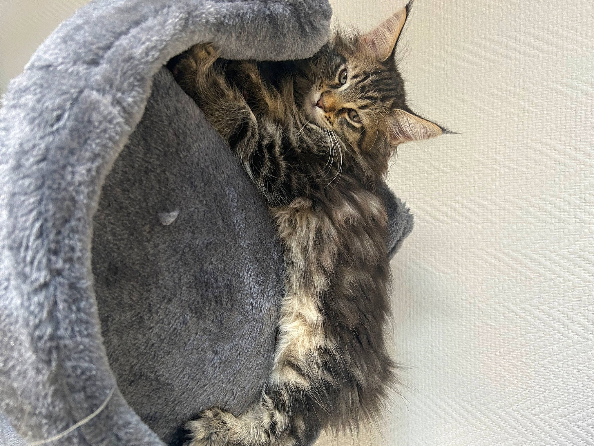 Moon participe au concours pour gagner de l'argent avec cette photo : cap, carnivore, cat, cat_bed, claw, domestic_short_haired_cat, fashion_accessory, felidae, fur, grey, paw, small_to_medium_sized_cats, tail, terrestrial_animal, whiskers, wool