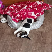 Presley joined the competition — help win amazing prizes! animal, bed, black_and_white, blanket, carpet, cozy, dog, floor, furniture, indoor, pet, plush_toy, red, reindeer_pattern, relaxing, small_dog, stretching, toy, white, wooden_furniture