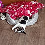 animal, bed, black_and_white, blanket, carpet, cozy, dog, floor, furniture, indoor, pet, plush_toy, red, reindeer_pattern, relaxing, small_dog, stretching, toy, white, wooden_furniture