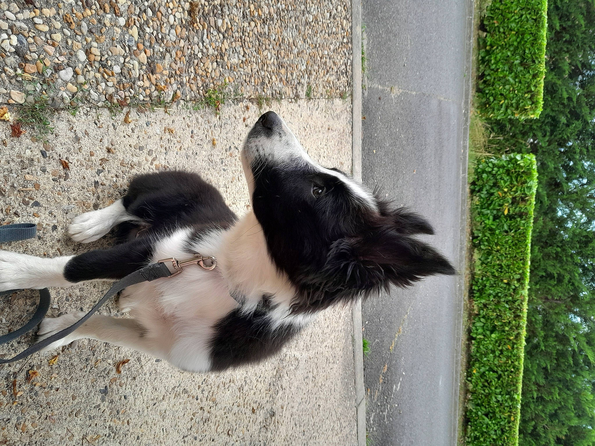 Luffy a rejoint le concours — aidez-le/la à gagner de superbes lots ! border_collie, canidae, carnivore, claw, companion_dog, dog_breed, felidae, fur, grass, herding_dog, paw, plant, shadow, small_to_medium_sized_cats, sporting_group, striped_skunk, tail, terrestrial_animal, whiskers
