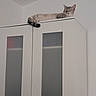 Asuna a rejoint le concours — aidez-le/la à gagner de superbes lots ! cat, feline, sleeping, cabinet, furniture, indoor, white, relaxed, resting, pet, animal, quiet, peaceful, corner, home, wall, ears, tail, paws, cozy