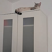 Asuna a rejoint le concours — aidez-le/la à gagner de superbes lots ! cat, feline, sleeping, cabinet, white, furniture, indoor, resting, relaxed, pet, animal, domestic, corner, wall, quiet, peaceful, home, cozy, tabby, high_perch