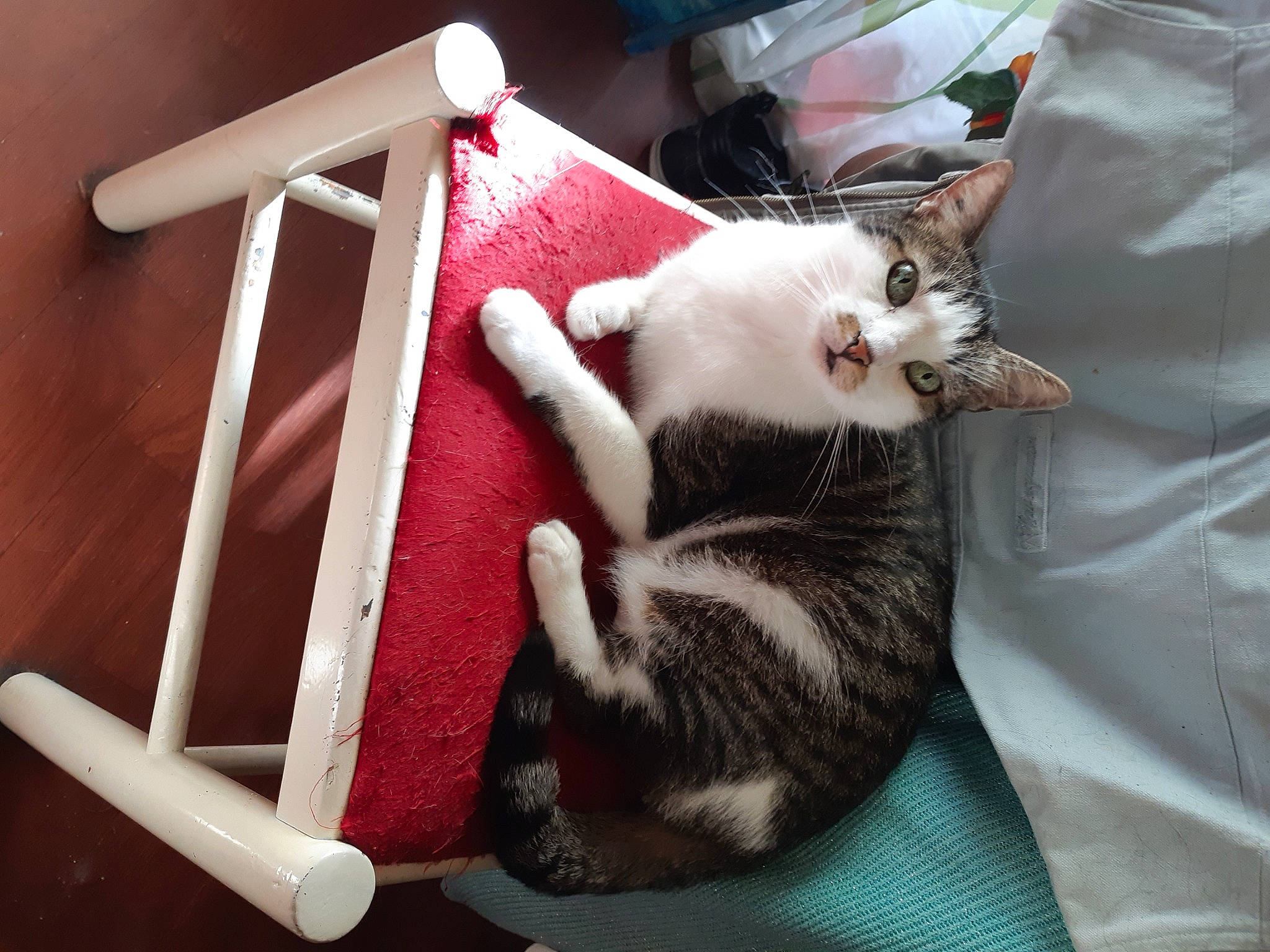 Duchesse a rejoint le concours — aidez-le/la à gagner de superbes lots ! canidae, carmine, carnivore, cat, comfort, domestic_short_haired_cat, felidae, fur, lap, small_to_medium_sized_cats, tail, whiskers, wood