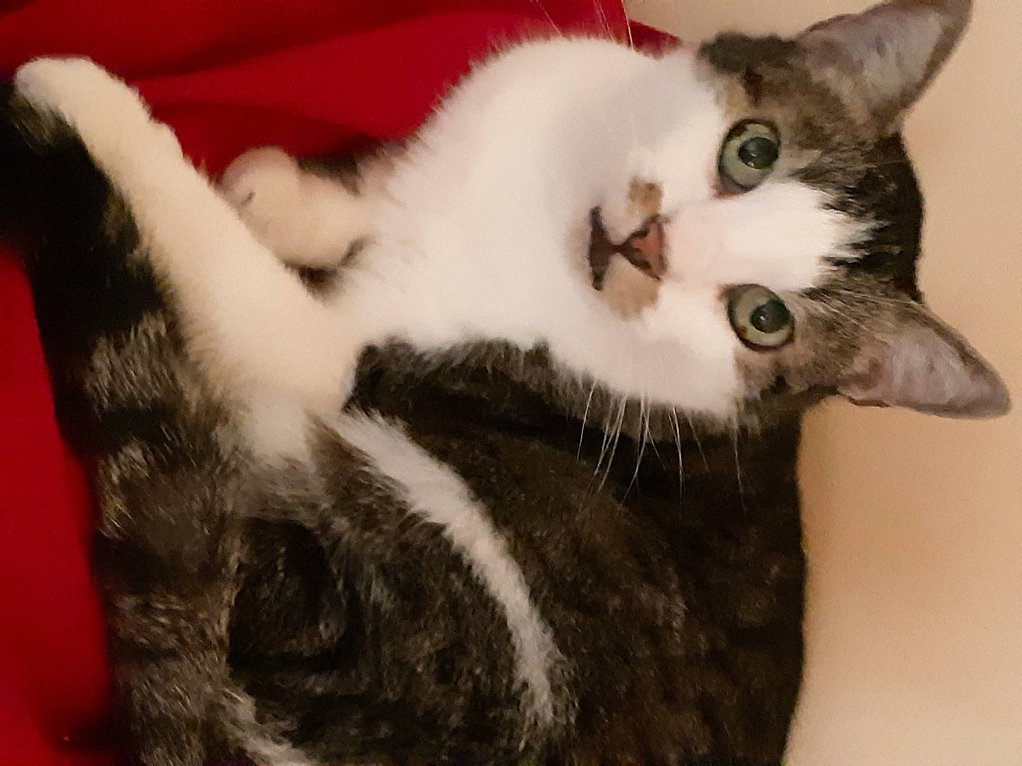 Duchesse a rejoint le concours — aidez-le/la à gagner de superbes lots ! carnivore, cat, cat_supply, domestic_short_haired_cat, ear, felidae, fur, head, paw, small_to_medium_sized_cats, snout, tail, terrestrial_animal, tree, whiskers