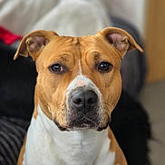 Vayana a rejoint le concours — aidez-le/la à gagner de superbes lots ! dog, pitbull, pet, portrait, close_up, brown_and_white, eyes, nose, ears, whiskers, sitting, indoor, couch, bokeh, adorable, attentive, canine, domestic_animal, fur, muzzle